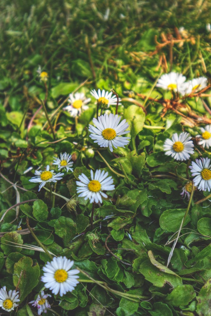 Close-up of daisy flowers blooming in a sunny meadow in Brugge, Belgium, capturing nature's beauty.